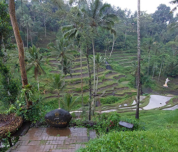 tegalalang-rice-terrace